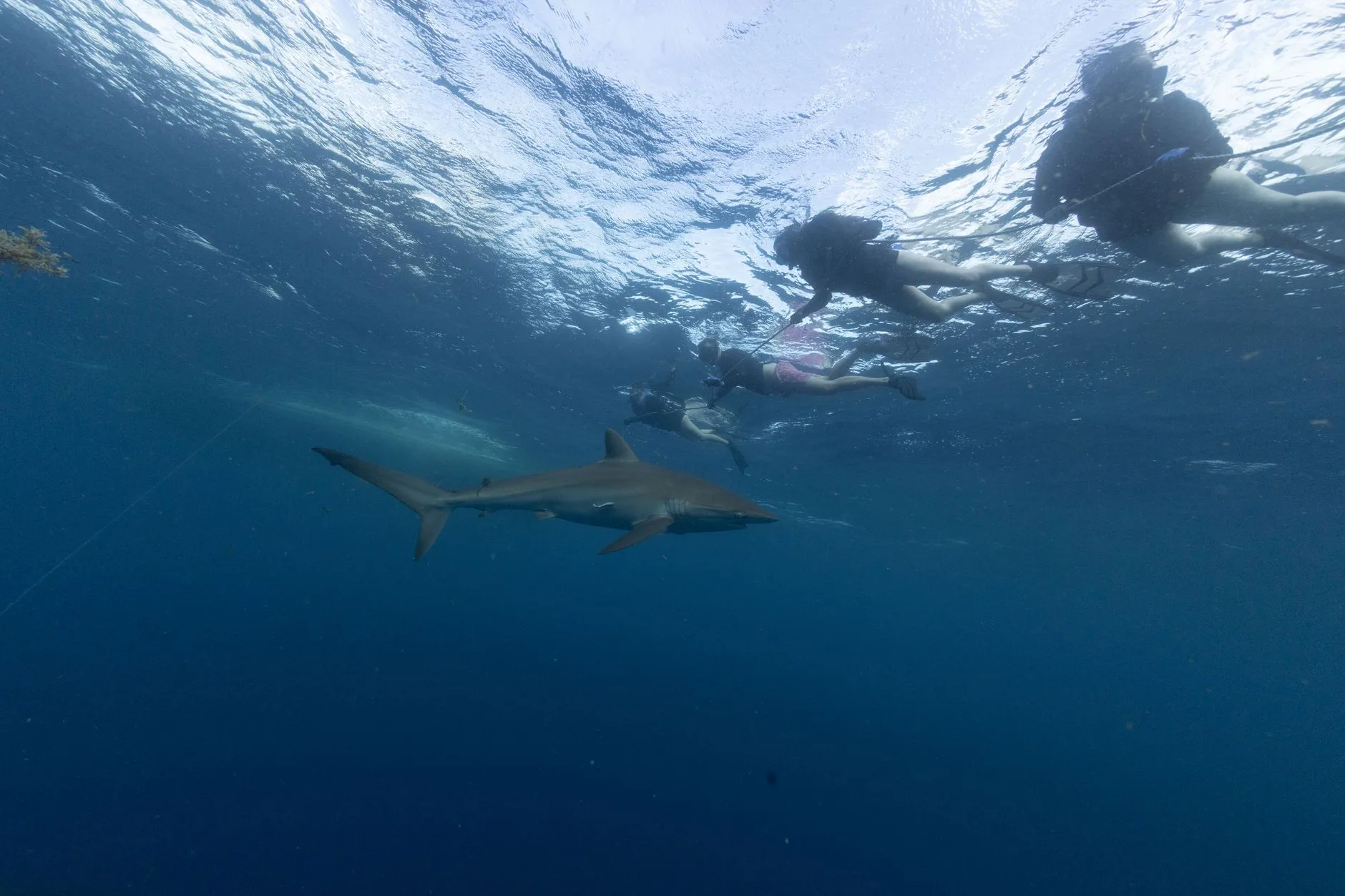 Snorkeleurs observant un grand requin en pleine mer lors d'une sortie en bateau
