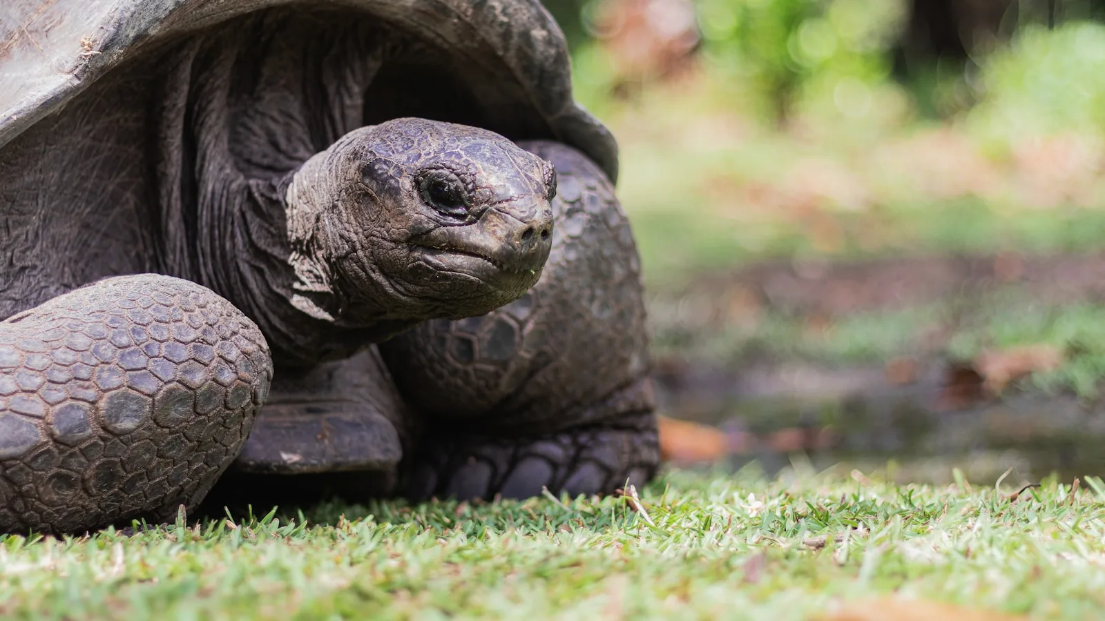 Les tortues géantes d'Aldabra — La star de l'île